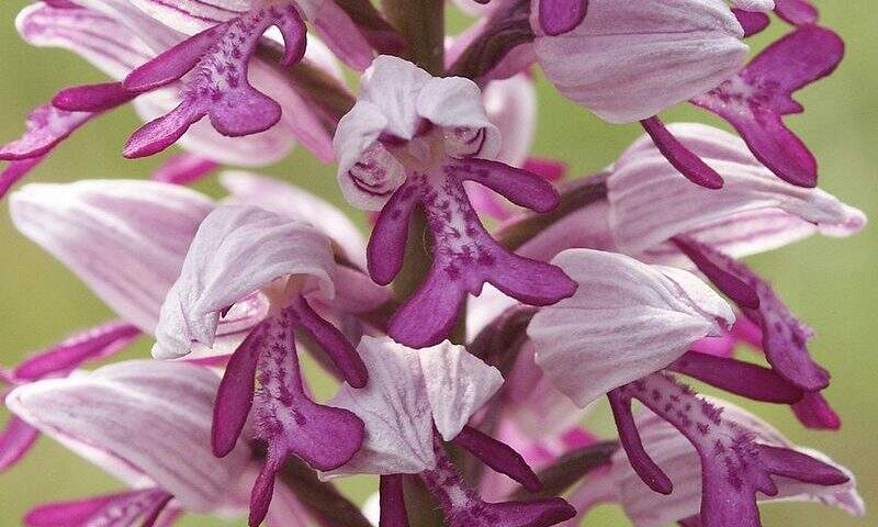 Orquídea – Colégio Nossa Senhora do Carmo