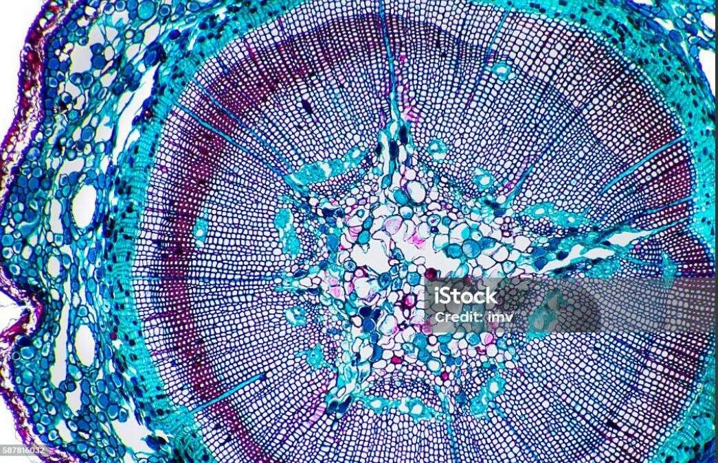 Células e microscopia