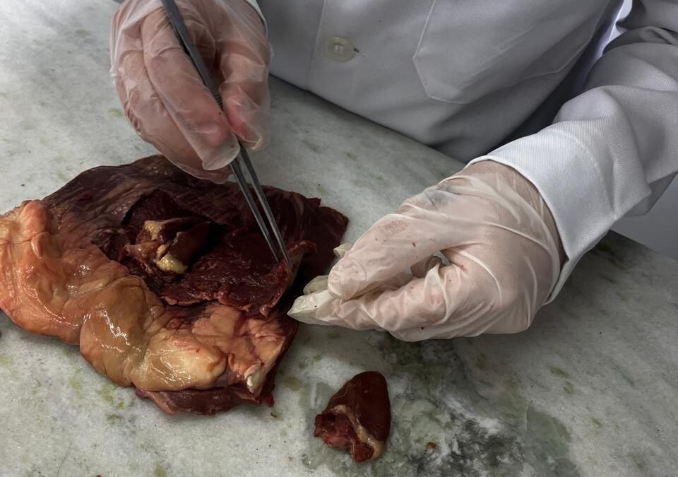 Coração no Laboratório